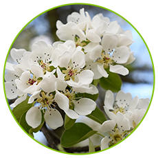 Exploring Various Suppliers of Liberty Apple Pollen for Enhanced Pollination and Crop Yield.