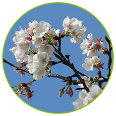 China Pear Flower Powder for Enhancing Pollination in Pear Orchards