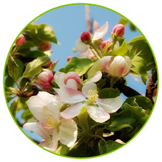 Pollen Count Analysis for Cherry Hill Manufacturers and Their Impact on Health