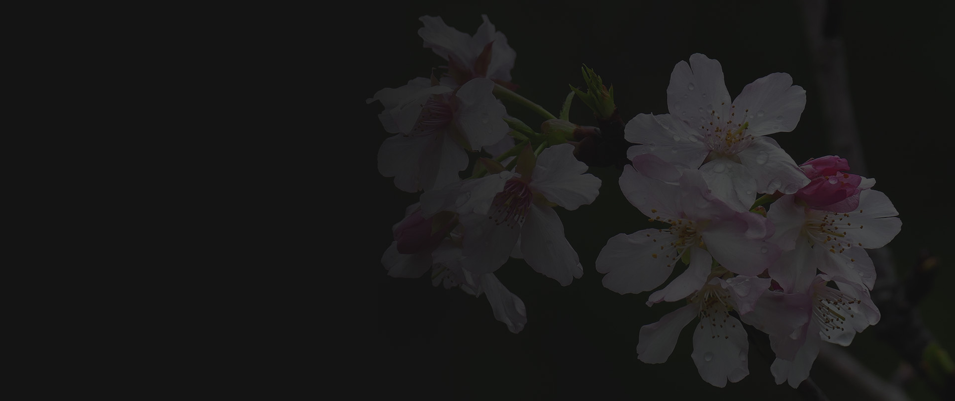 Using Peach Blossom Powder to Enhance Peach Yield Effectively and Naturally