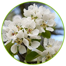 odm usage of pear pollen