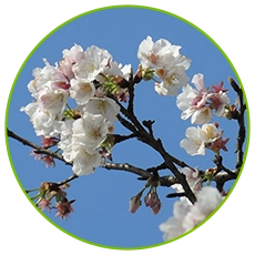 famous kiwi pollen white