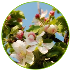 Guava Protection Bag Supplier for Enhanced Safety and Durability Solutions