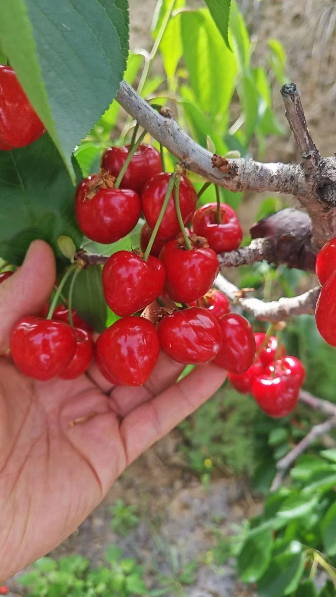 Navigating Seasonal Challenges in Plum Pollen Production and Supply