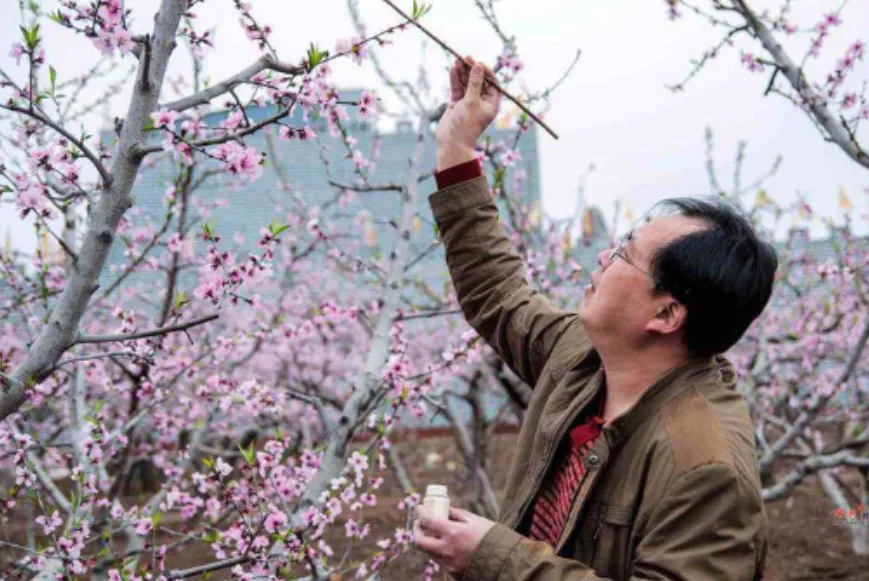 Peach Pollen Collection Techniques