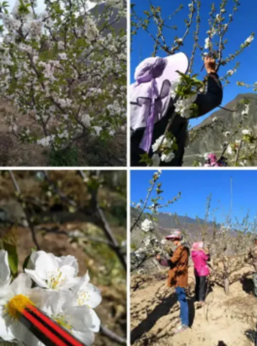 Cherry Pollen for Sale Quality Assurance