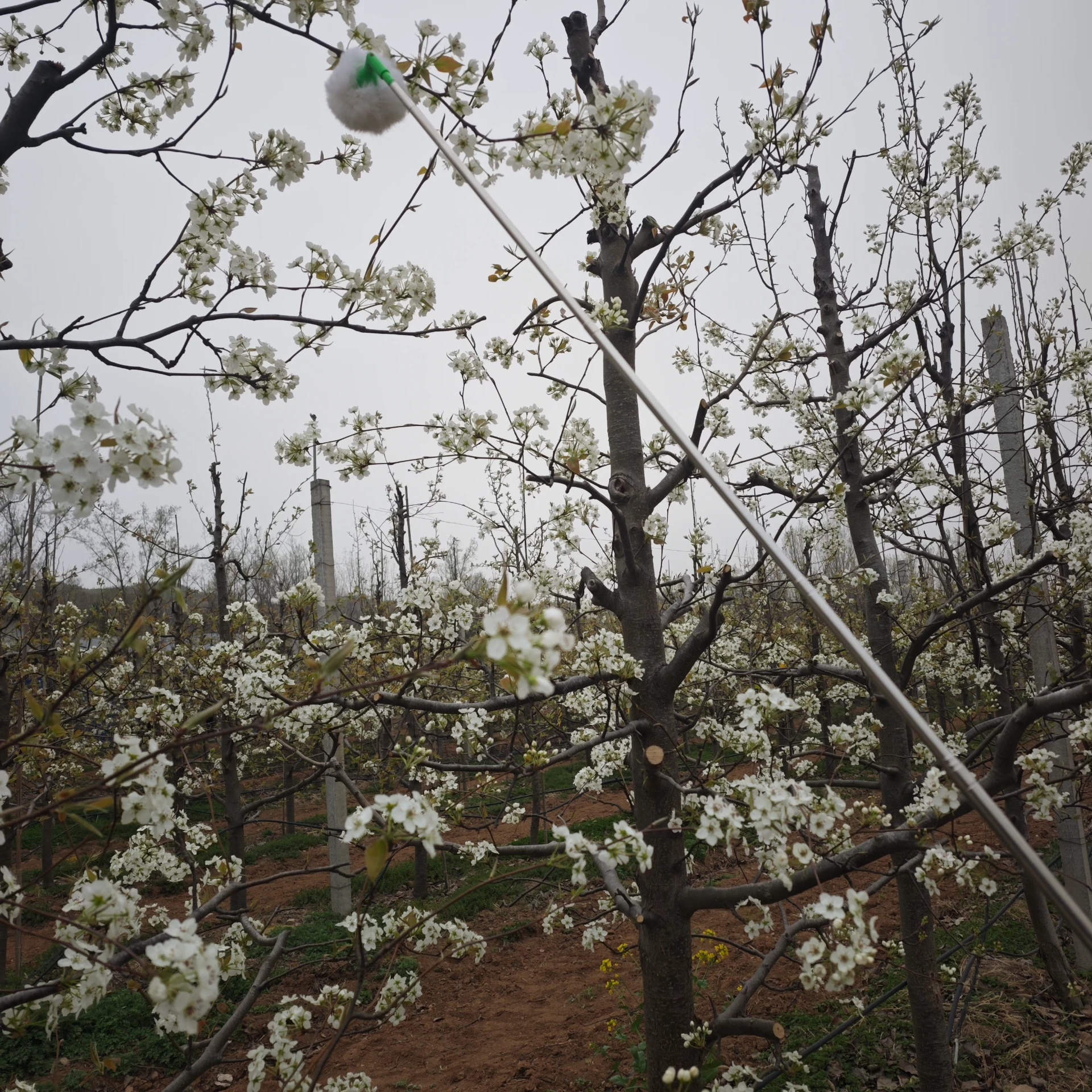 Kiwi Pollen Boosting Orchard Yields and Health​