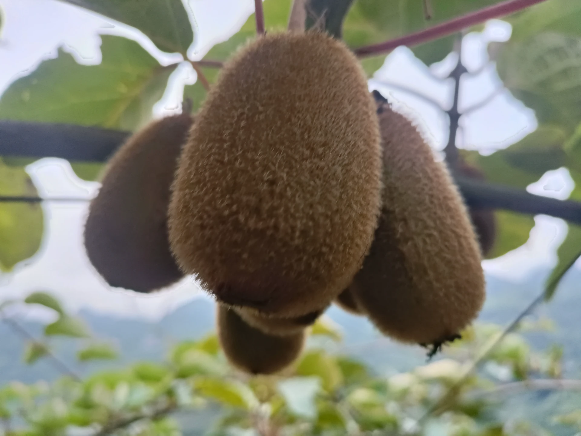 Harvesting Cherry Tree Pollen for Commercial Orchards