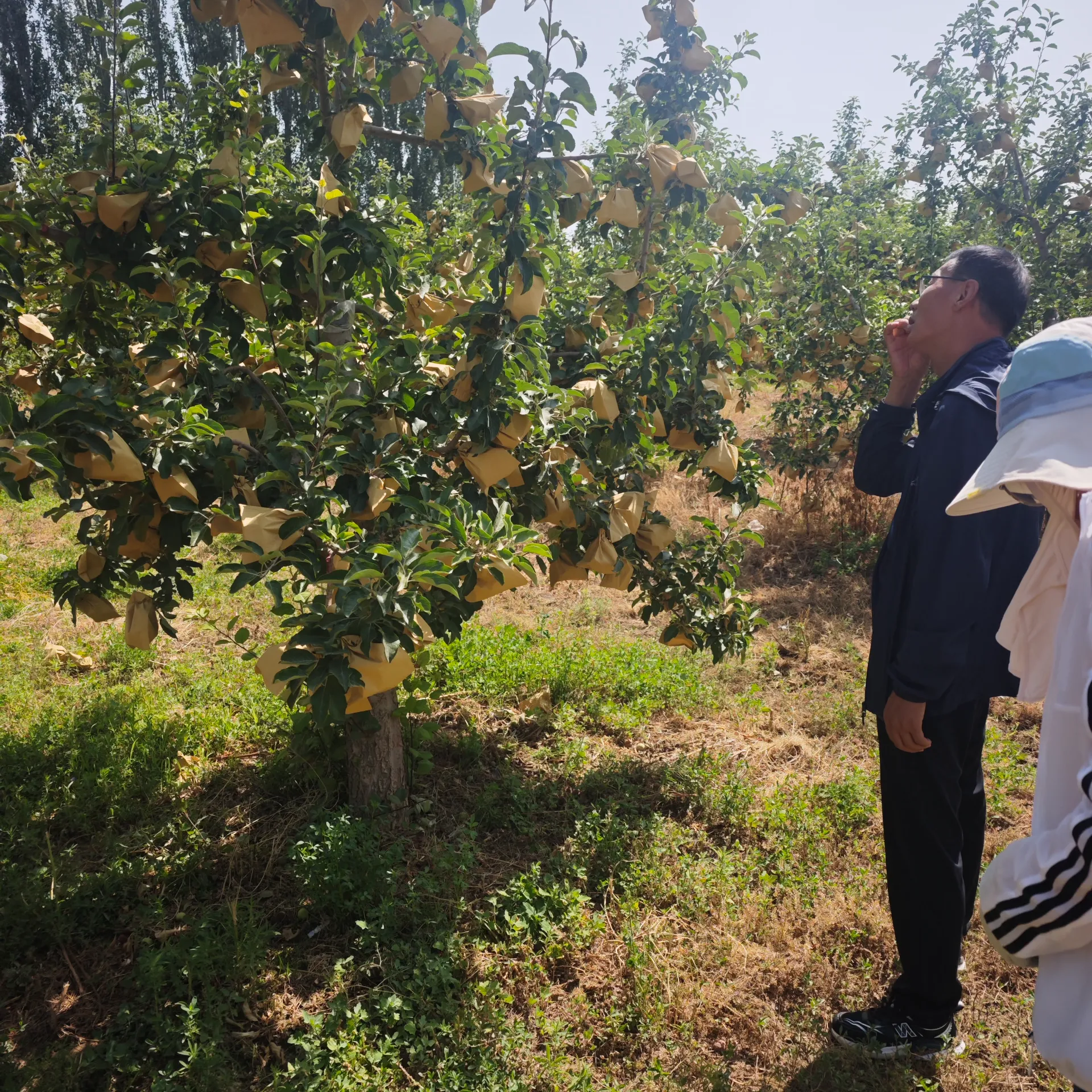 Harvesting Cherry Tree Pollen for Commercial Orchards