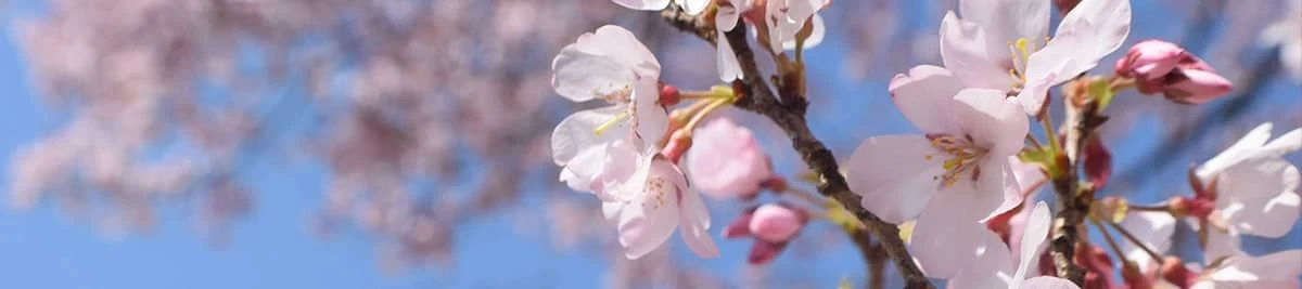 Mga Uri ng Prunus na Bulong na Angkop para sa Pollen ng Saging
