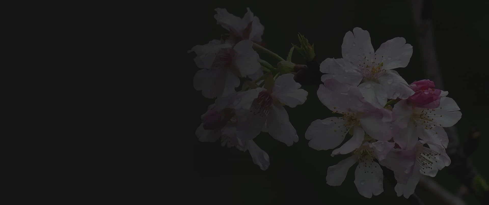 oem apricot tree pollen