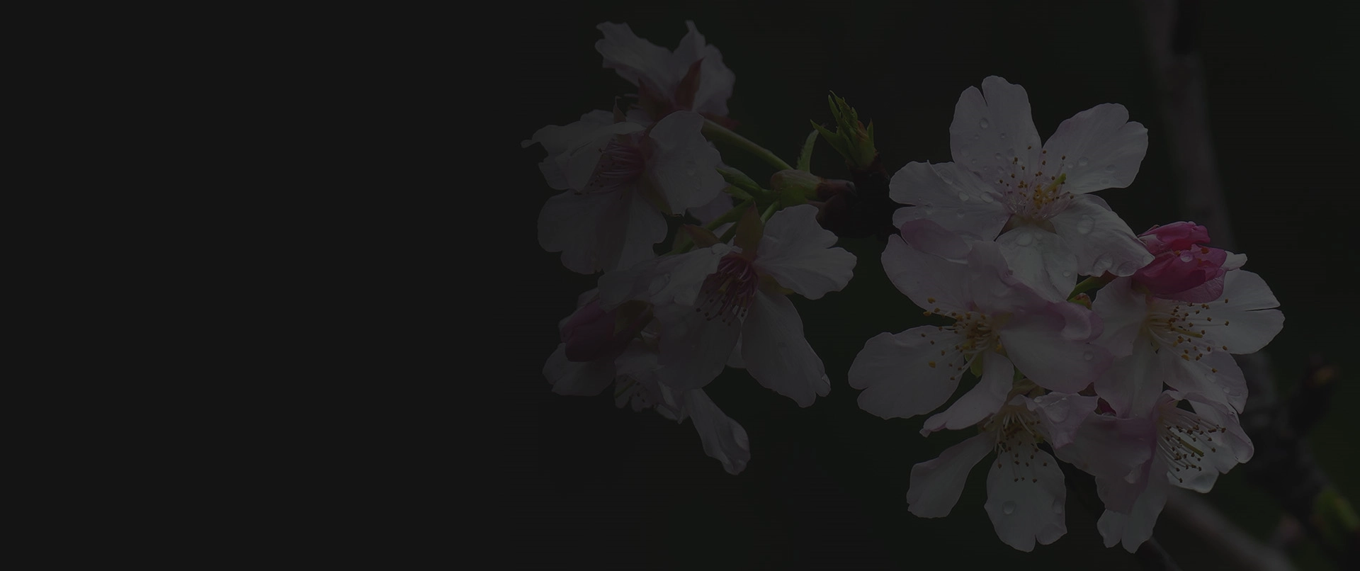 High-Quality Fruit Bags for Protecting Trees and Enhancing Harvests