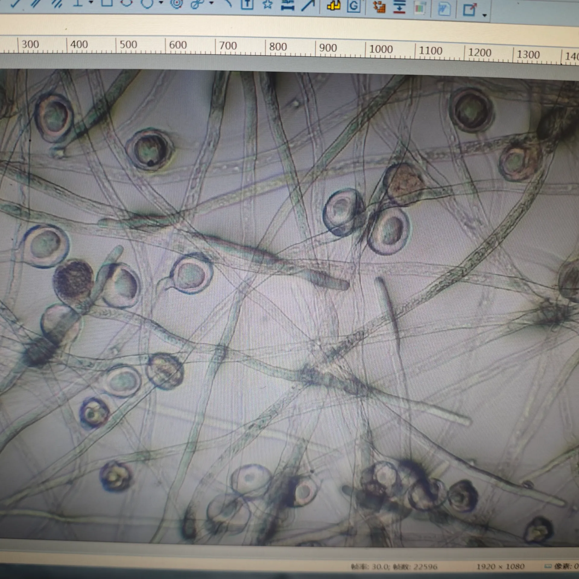 Kiwi Pollen for Sale: Revolutionizing Orchard Productivity in Challenging Climates