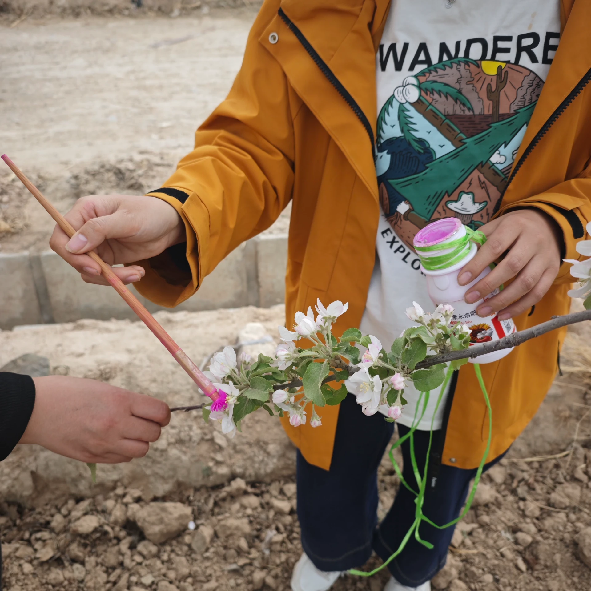 Orchard Success Unveiled with Cherry Pollen​