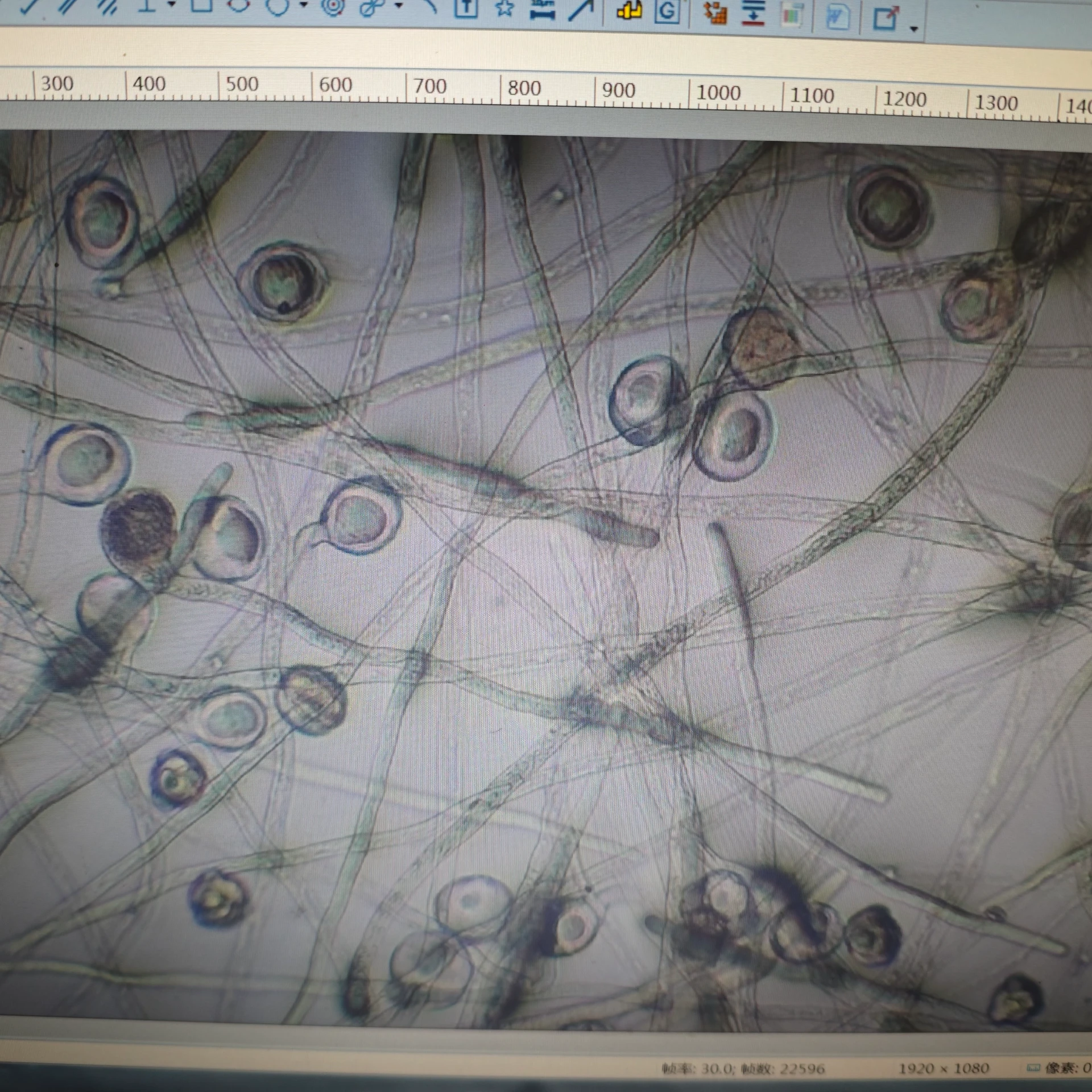 Peach Pollen: The Eco-Friendly Superfood for Enhanced Nutrition