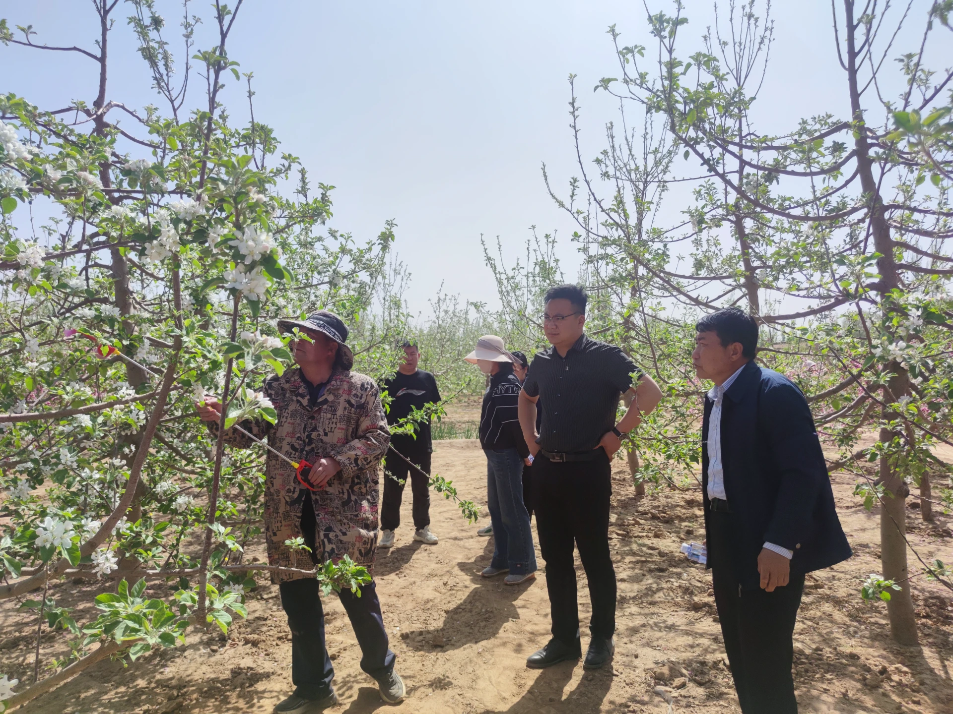 Best Practices for Processing and Buying Apple Tree Pollen