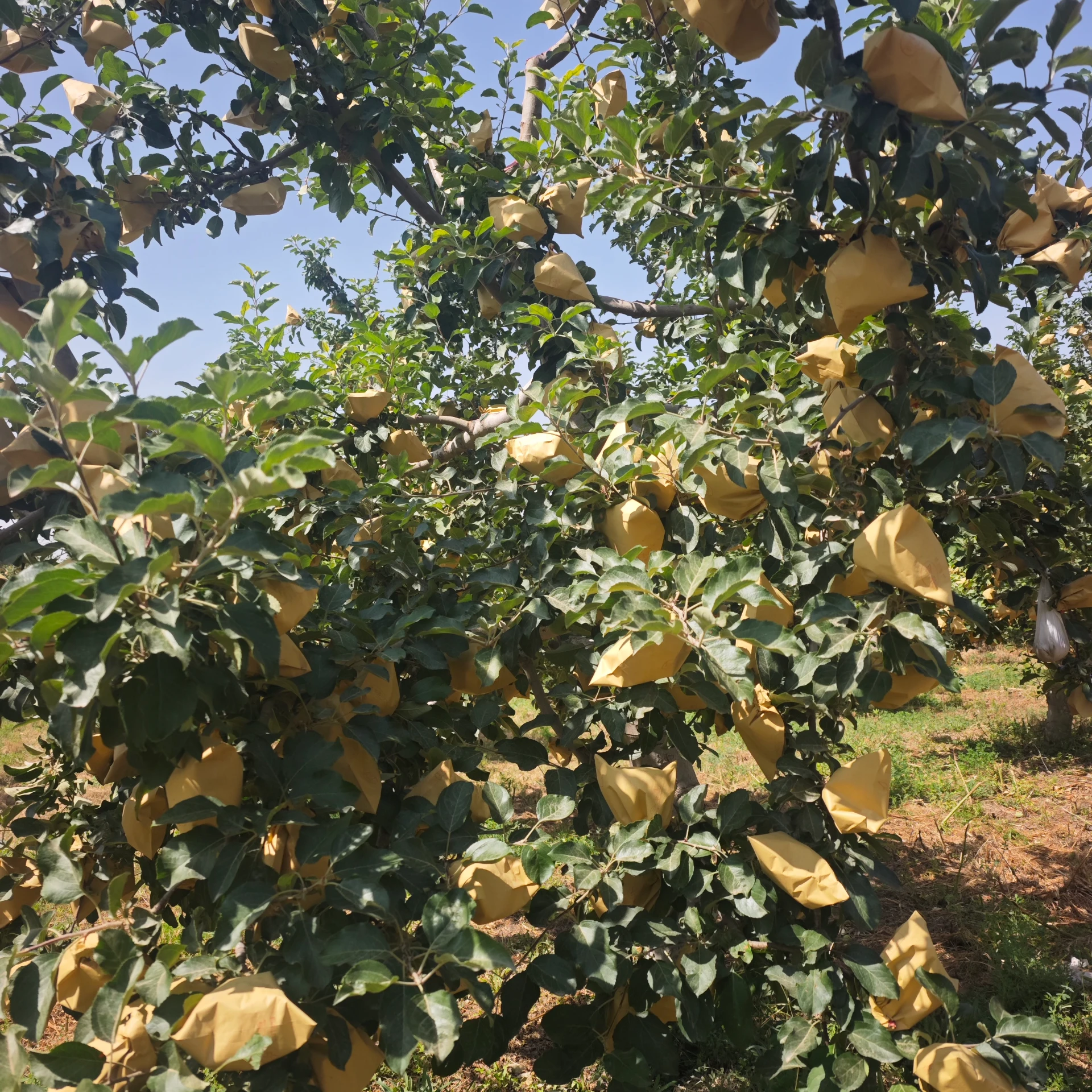 When to Apply Artificial Pollination for the Best Fruit Set
