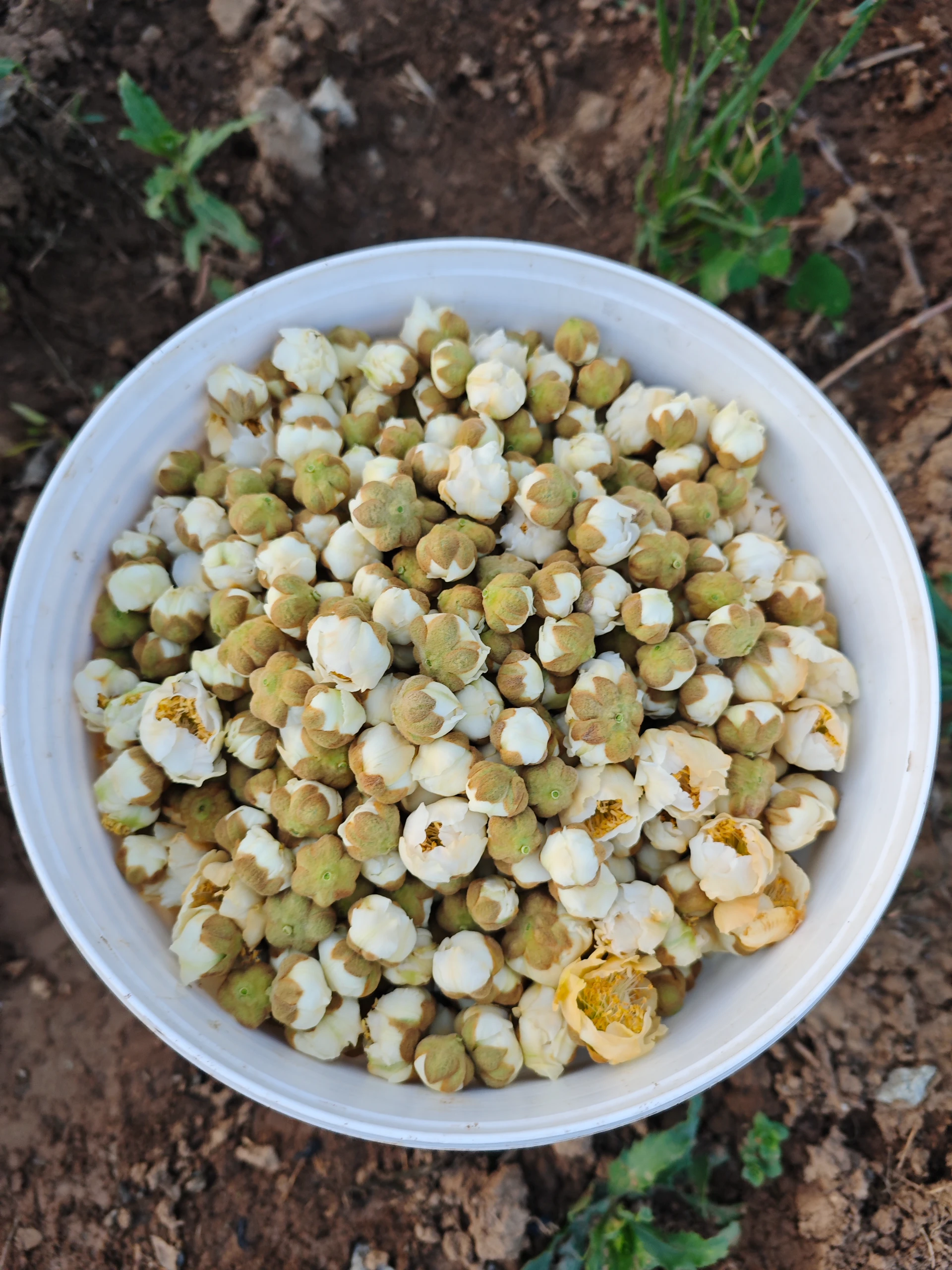 Unleash Orchard Success with Pear Pollen