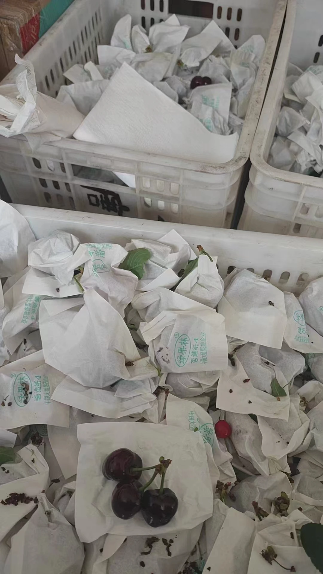 살구꽃 꽃가루는 살구꽃에서 채취한 꽃가루다 살구꽃 꽃가루는 살구꽃에서 채취한 꽃가루다