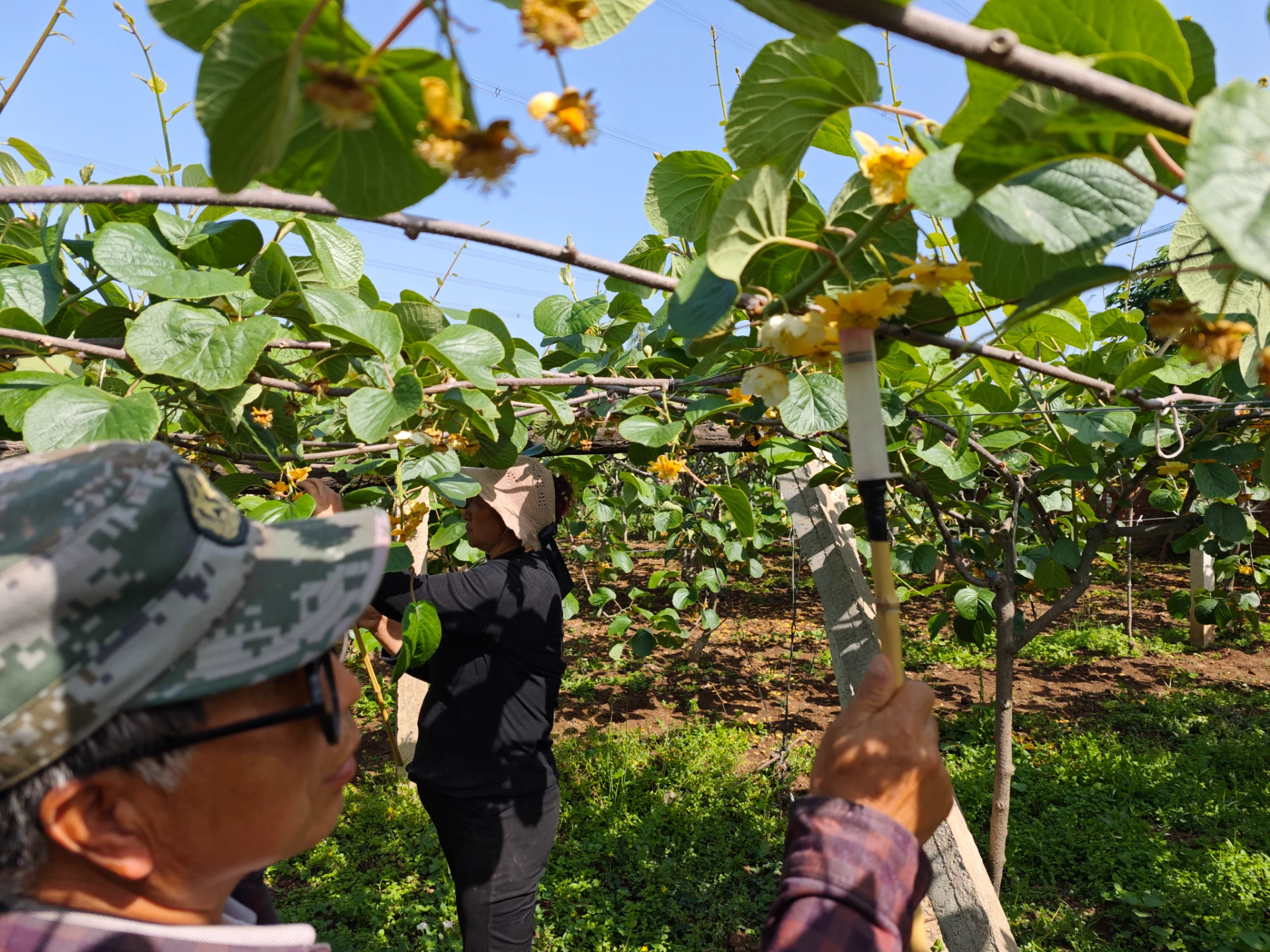 Exploring the Benefits and Uses of Wholesale Pear Pollen in Health Products