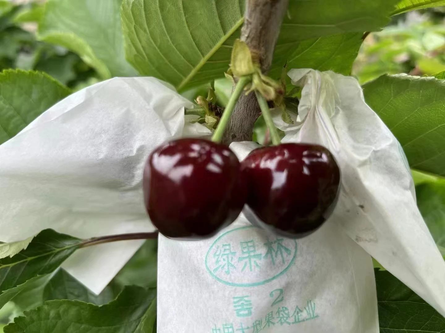 Creative Solutions for Easy Fruit Storage in OEM Hanging Bags Creative Solutions for Easy Fruit Storage in OEM Hanging Bags