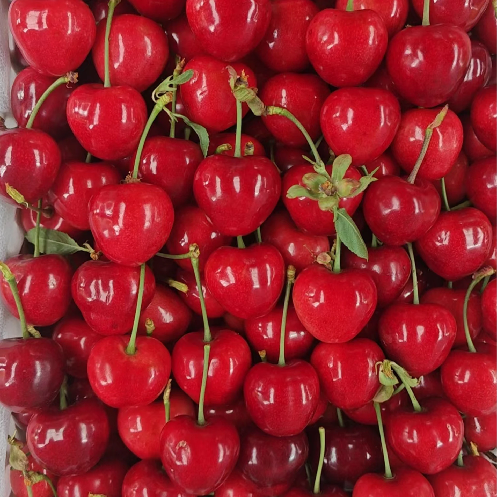 buy plum pollen harvesting buy plum pollen harvesting