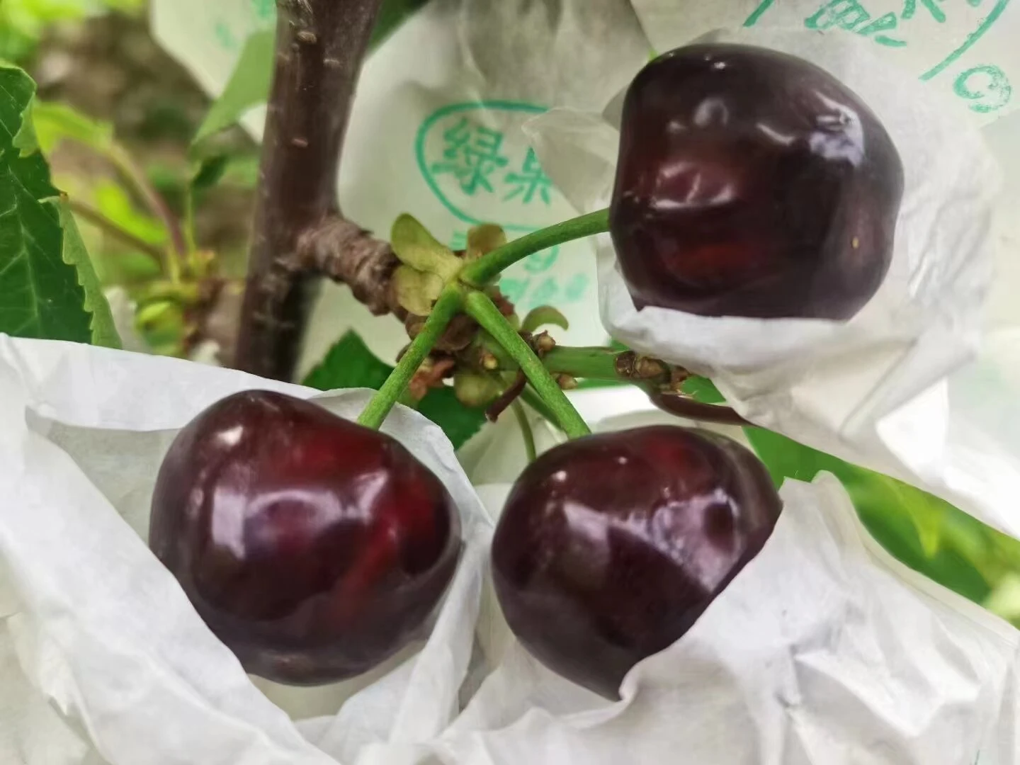 pearpollen yield exporter