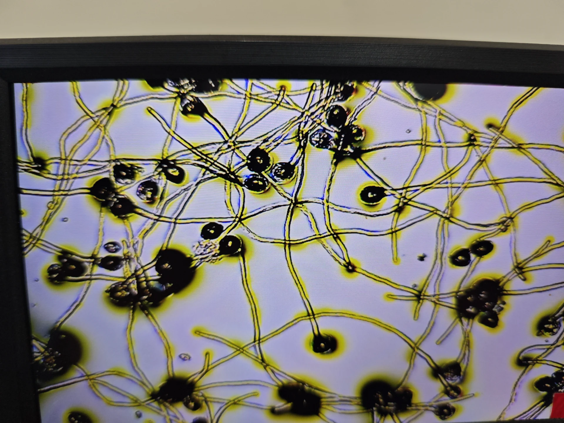 pear flower powder suitable for pollination companies