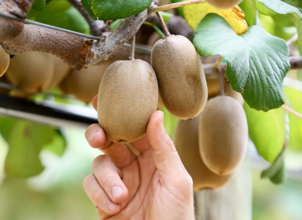 Wholesale Apple Pollen Size Insights for Effective Cultivation and Pollination Strategies