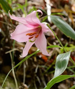 Similar title OEM Apricot Pollen Powder for Allergy Relief and Nutritional Support