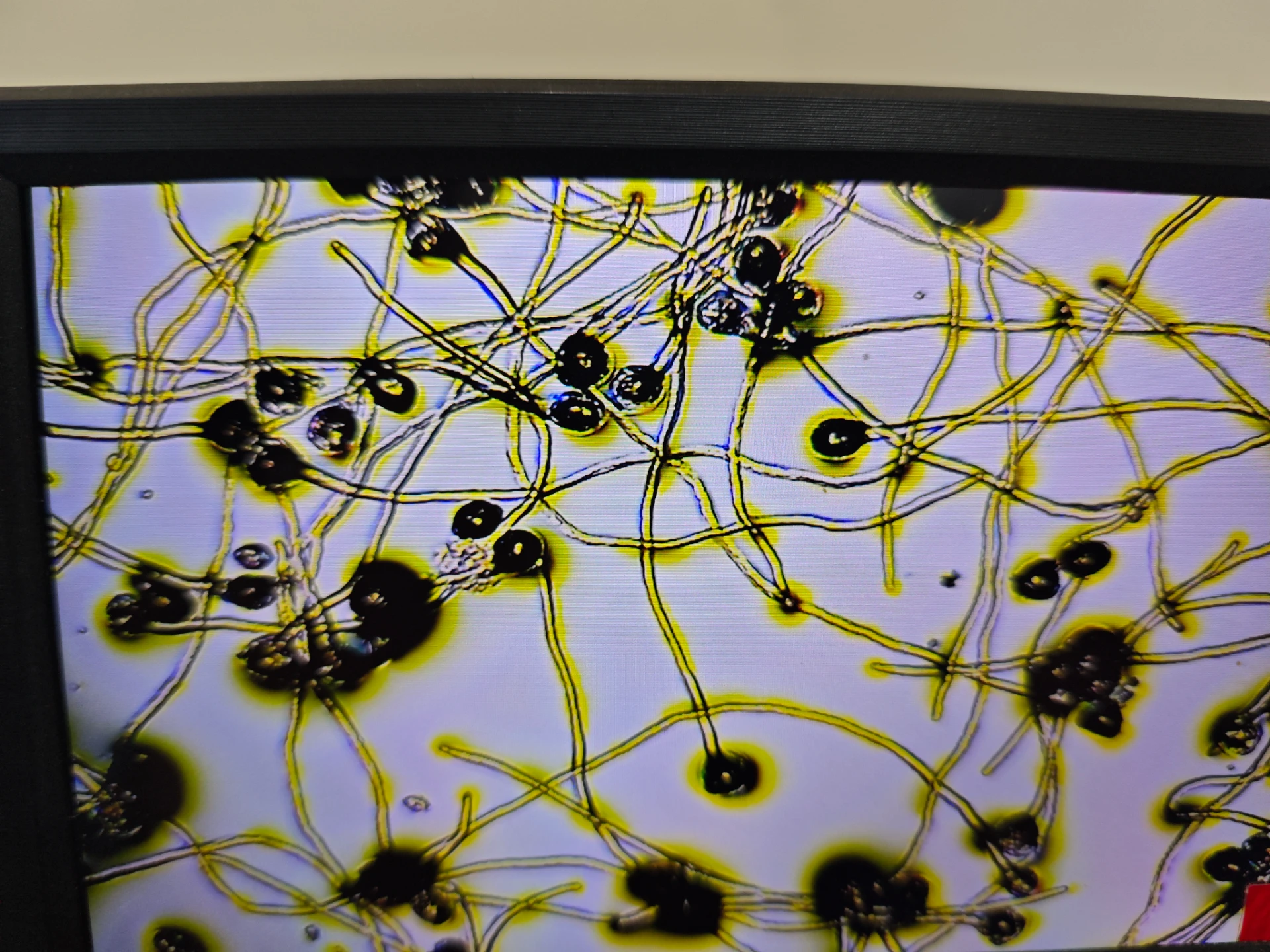 Optimizing apple pollination: improving yield and quality