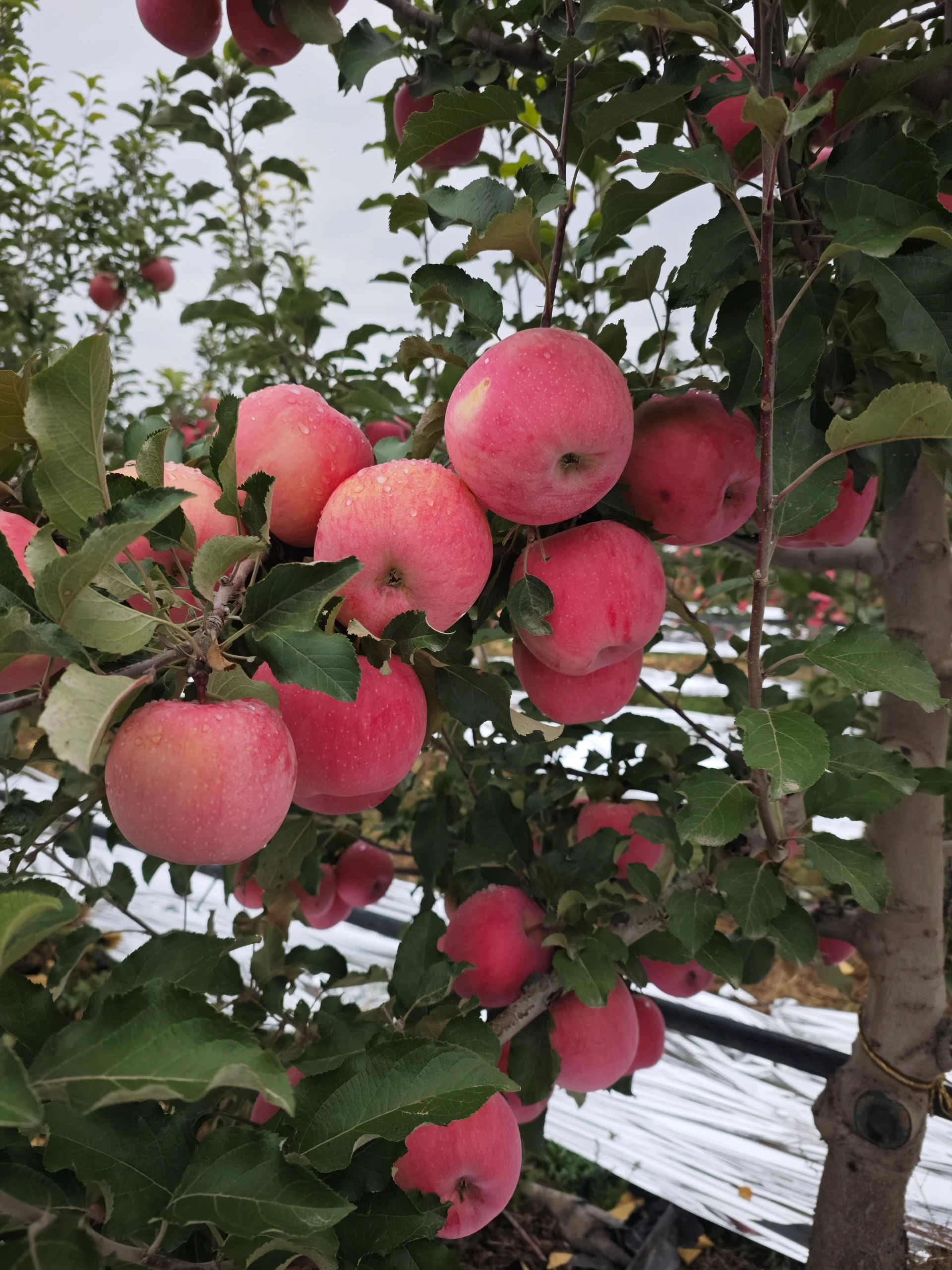 The Science of Pollen: How It Powers Plant Reproduction