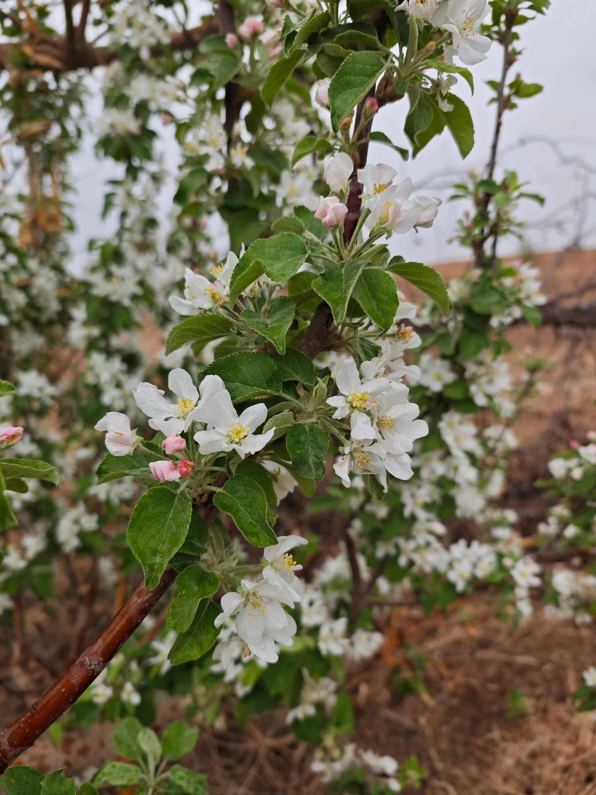 Best Plum Varieties for Pollen Exporters in Fruit Tree Cultivation