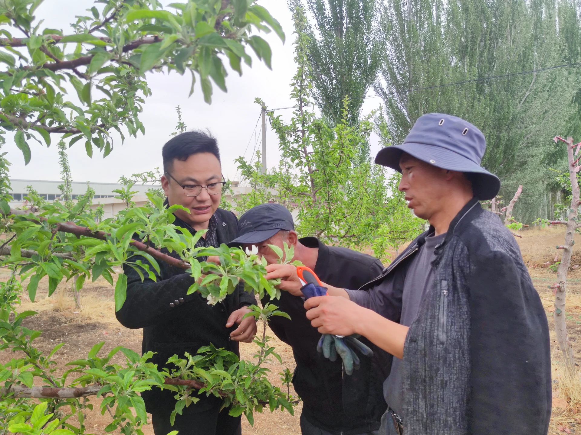 Role of Cherry Blossom Pollen in Biodiversity and Ecosystem Health