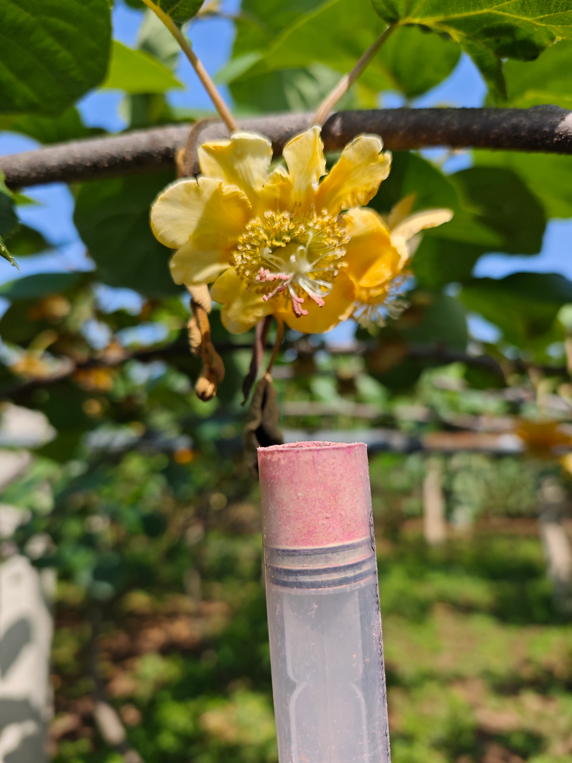 The World of Apple Pollen