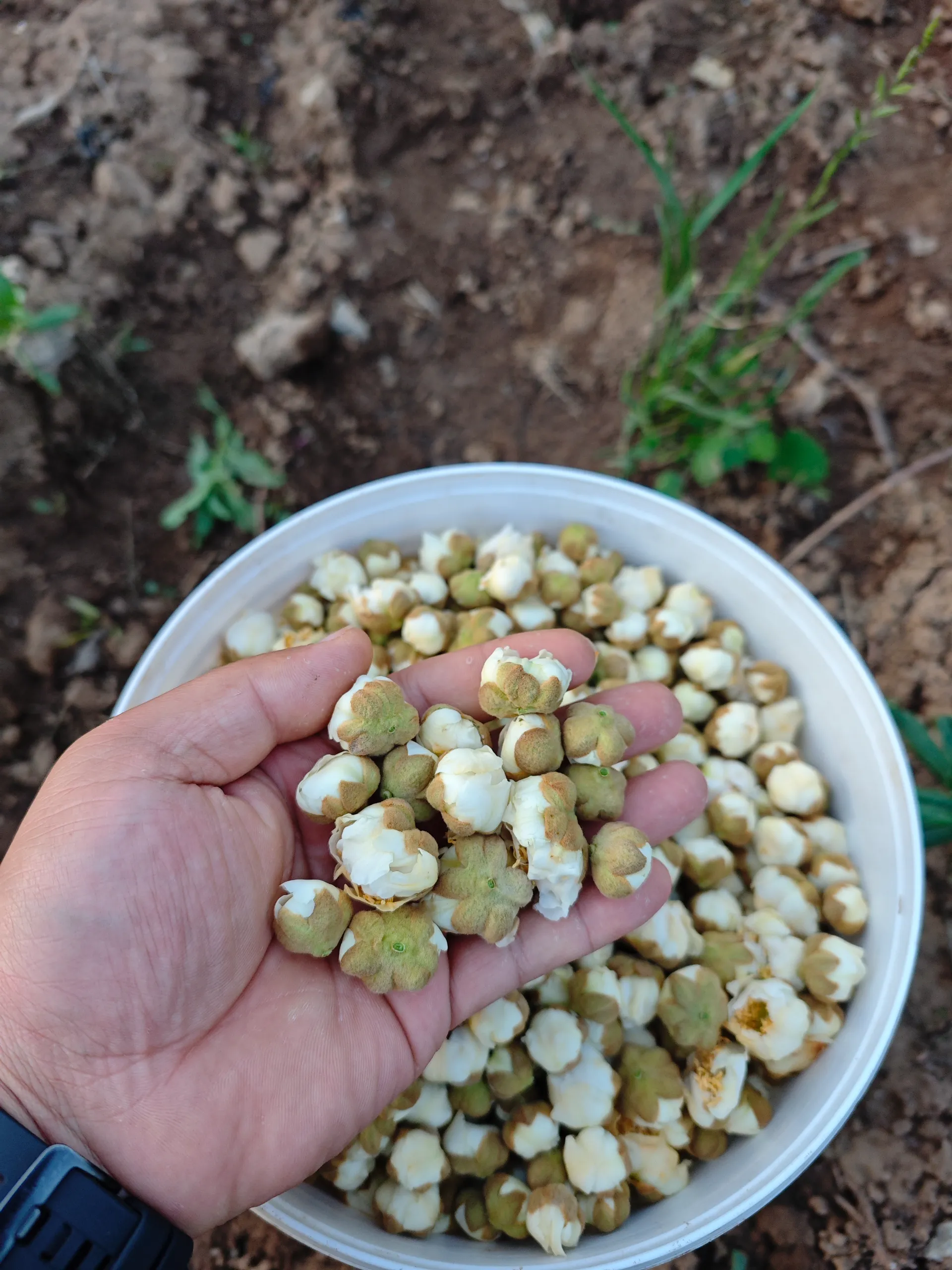 Unleash Orchard Success with Pear Pollen