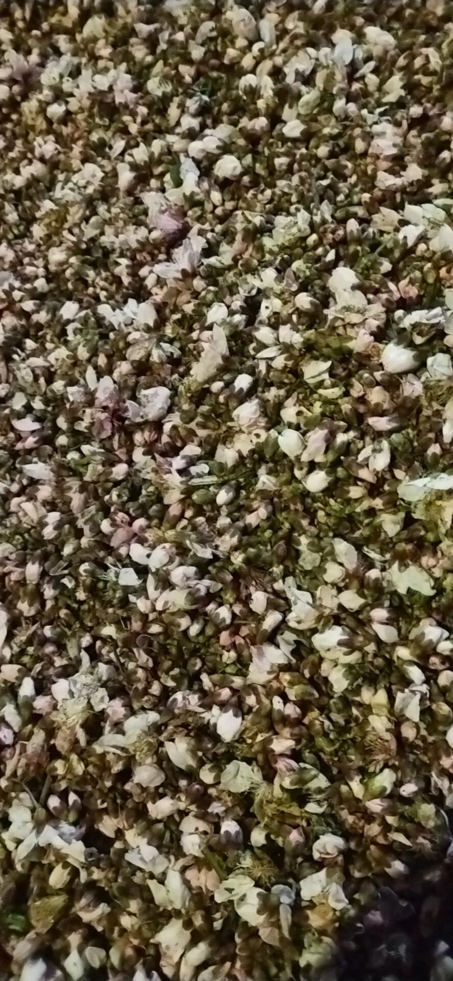 ce certification protocol for cherry pollen germination