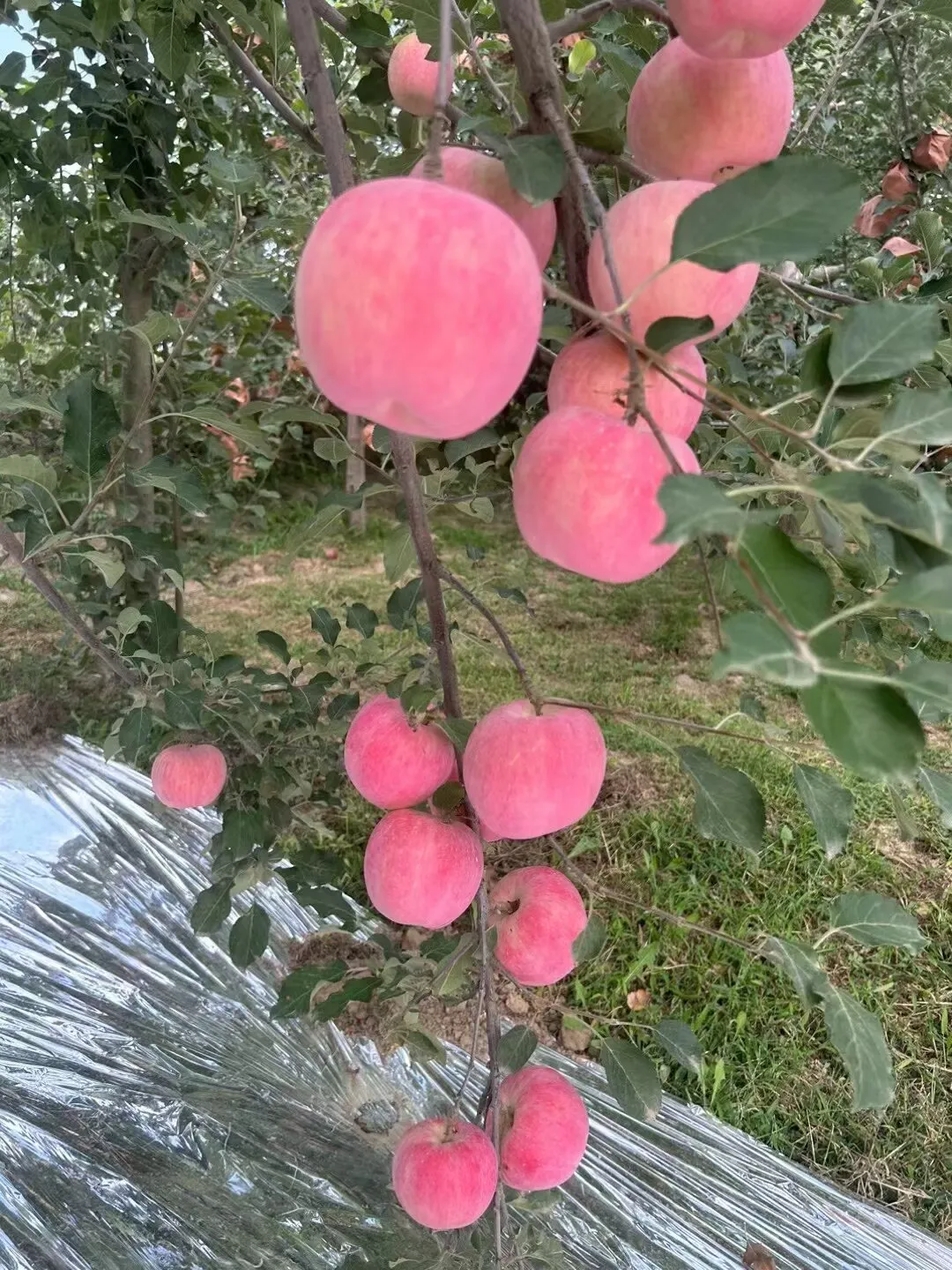 Impact of Discount on the Viability of Apple Pollen Preservation Techniques