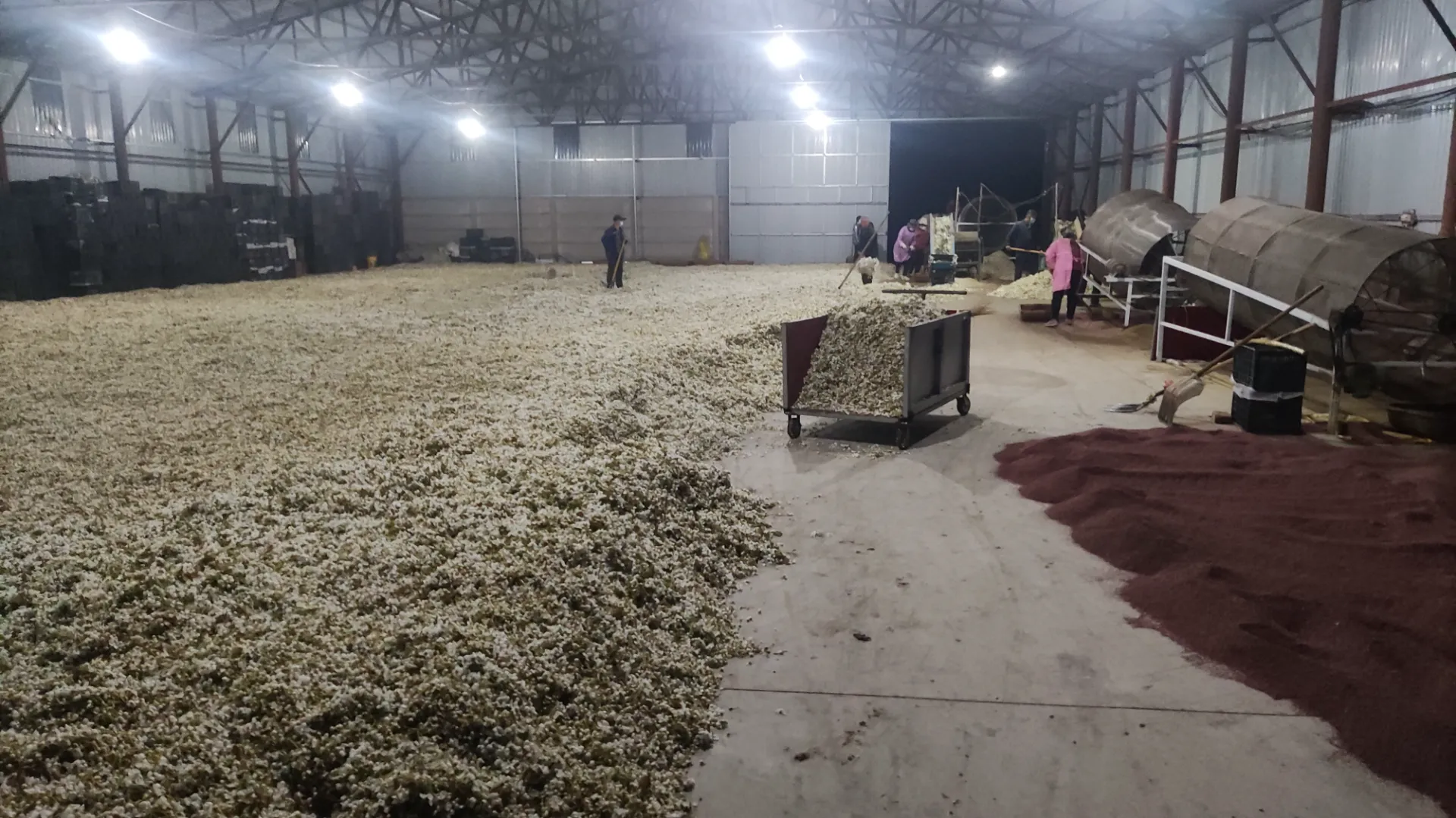 SNOWFLAKE PEAR FLOWER POWDER FOR POLLINATION OF PEAR TREES