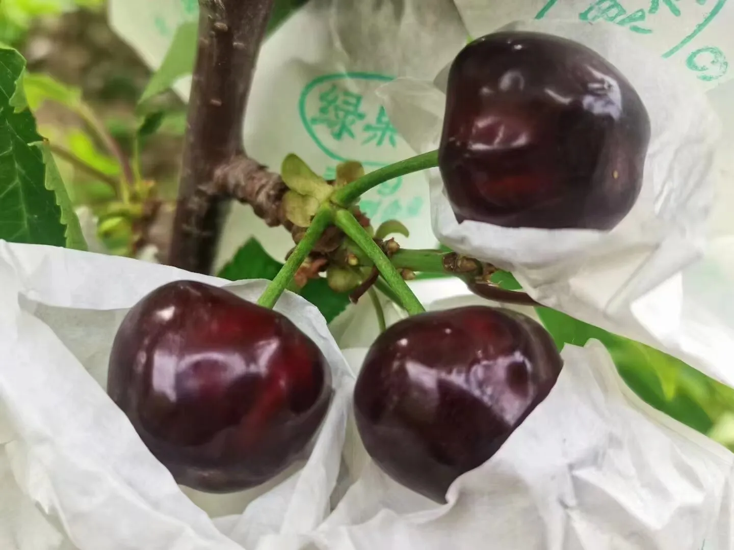 The Role of Kiwi Pollen in Community Orchards