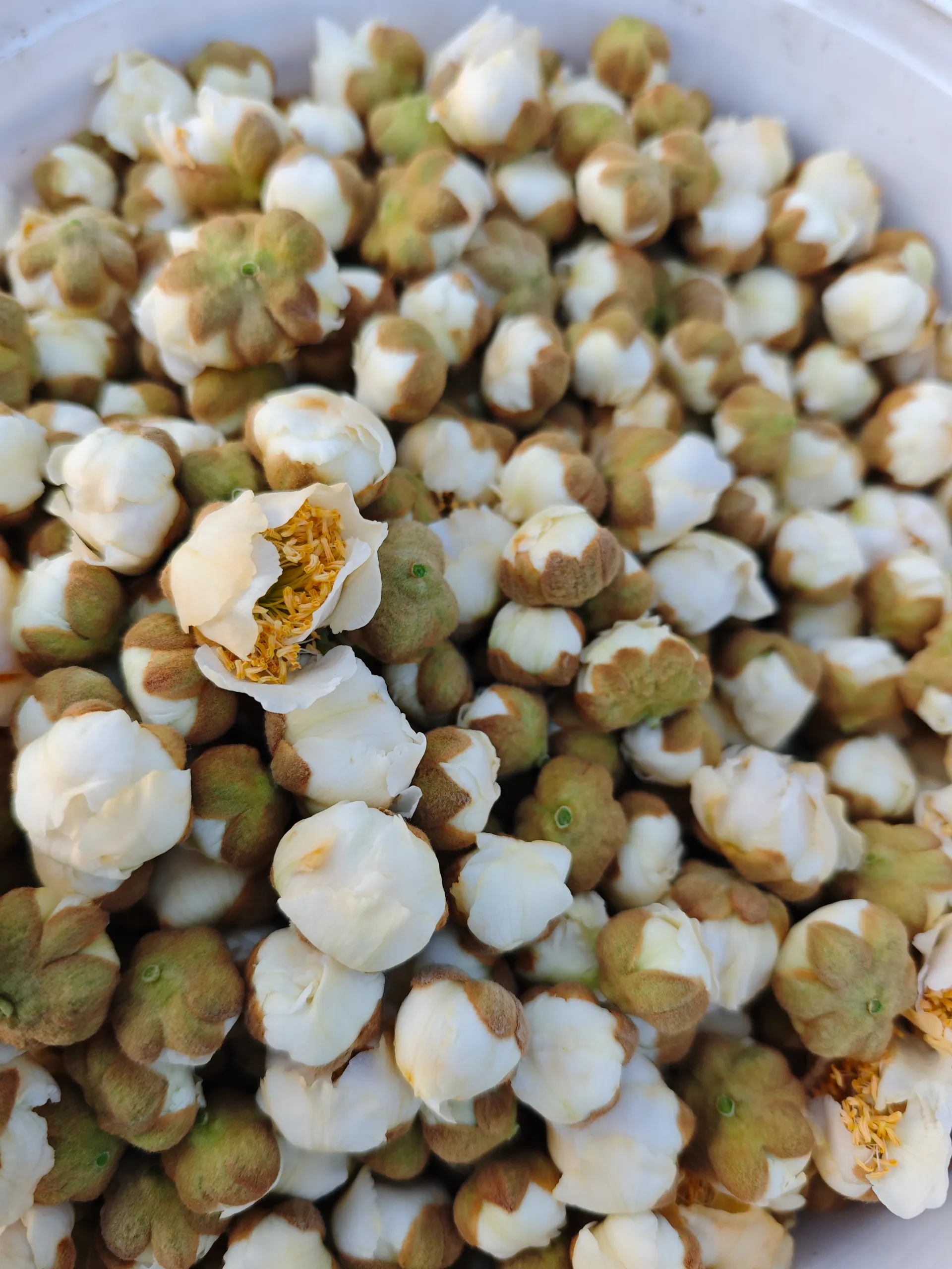 The application and importance of plum tree pollen in various fields