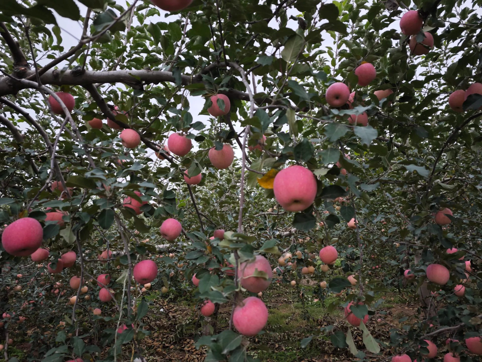 Maximize Your Cherry Harvest with Premium Cherry Pollen