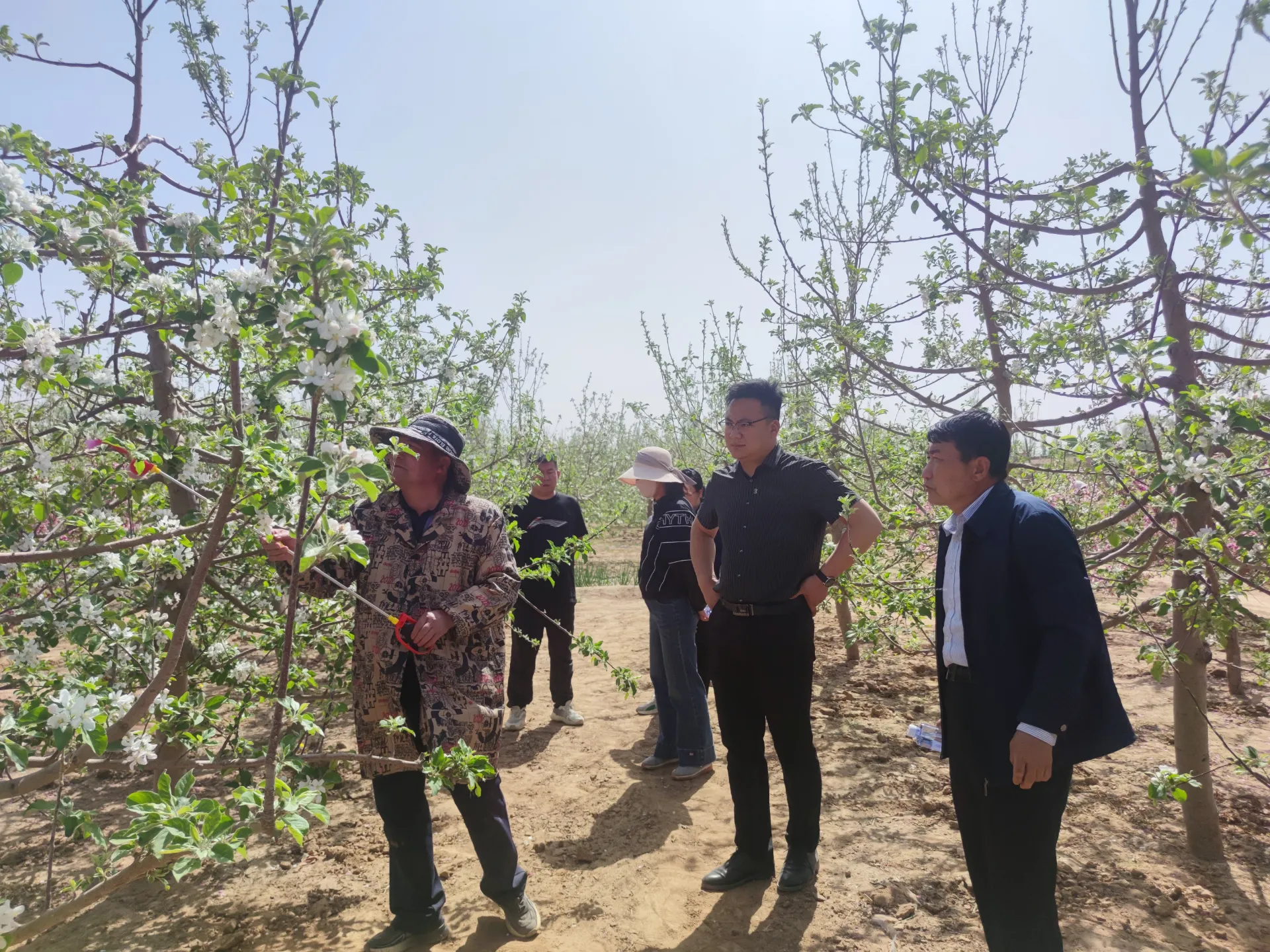 The Fascinating World of Plum Pollen
