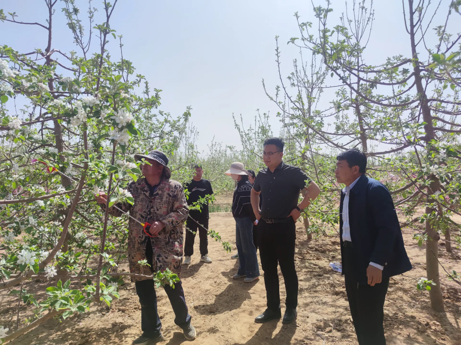 Multiple applications of Cherry Pollen