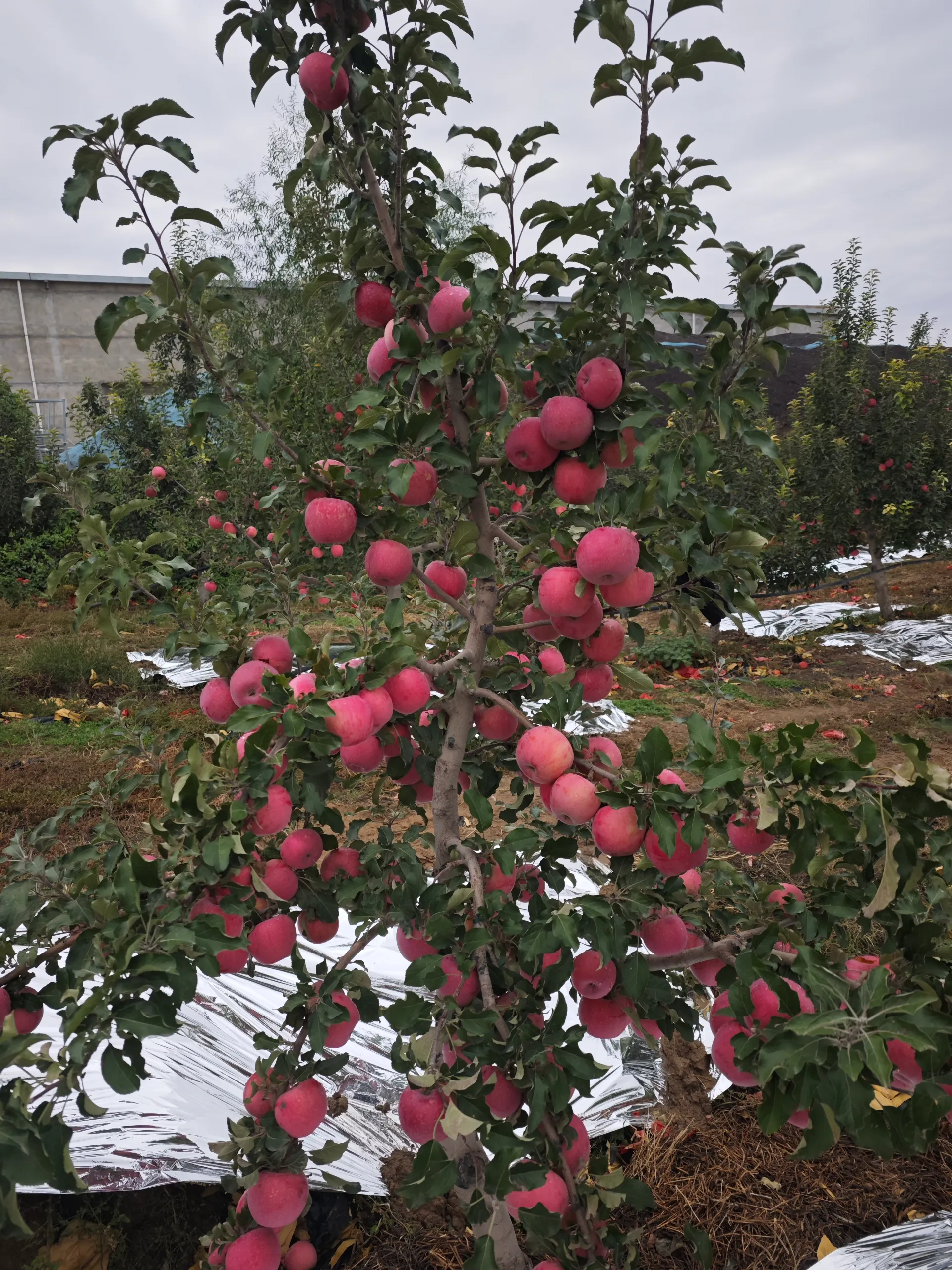 The Impact of Climate Change on Pollen Seasons and Allergy Sufferers The Impact of Climate Change on Pollen Seasons and Allergy Sufferers