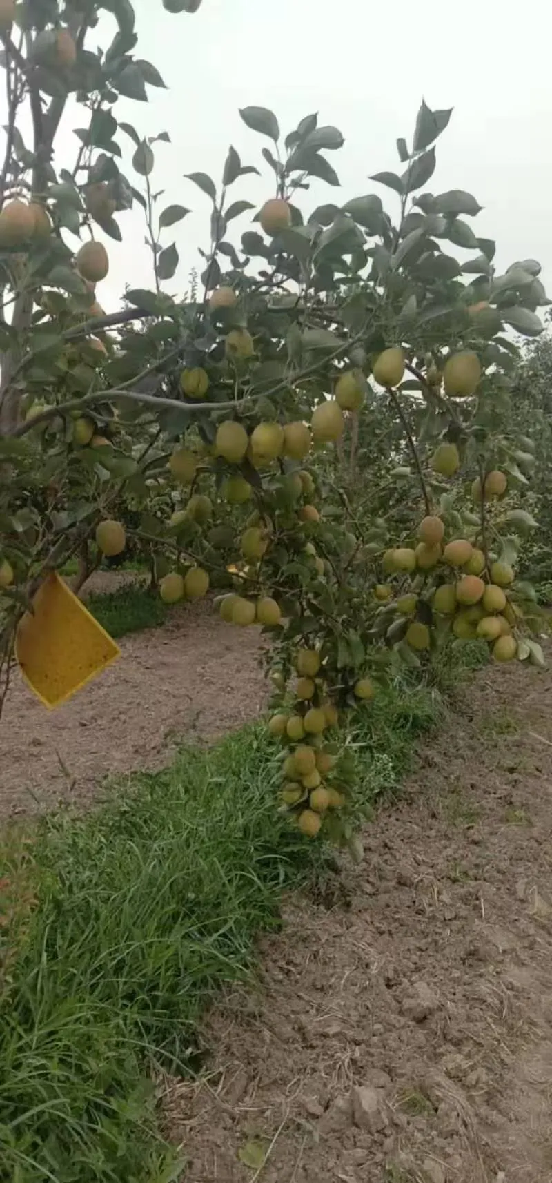 Enhancing Your Orchard with Premium Apple Tree Pollen