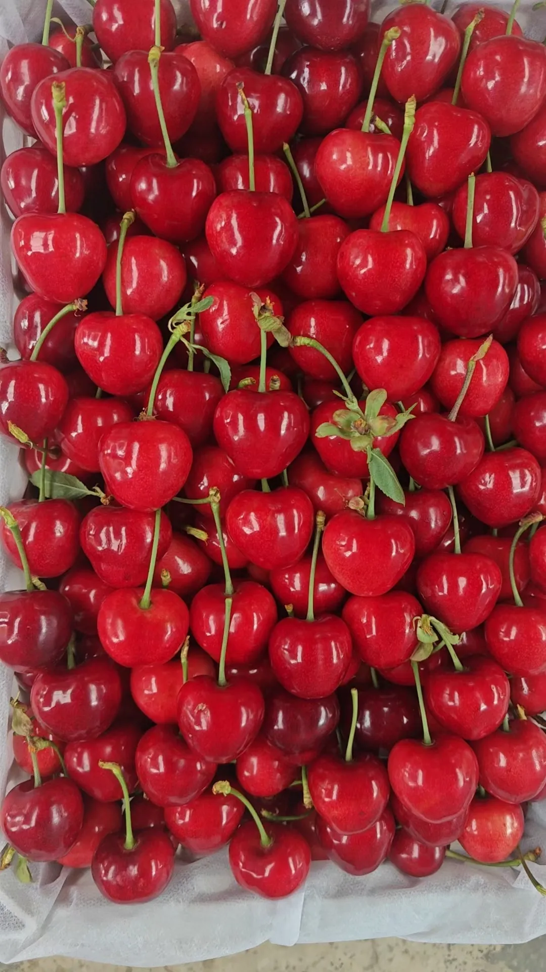 Navigating Seasonal Challenges in Plum Pollen Production and Supply