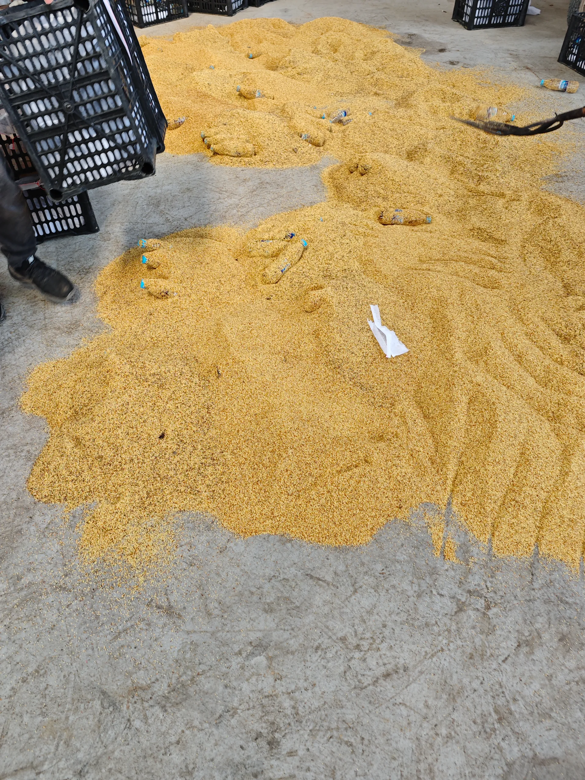 Best Practices for Processing and Buying Apple Tree Pollen Best Practices for Processing and Buying Apple Tree Pollen