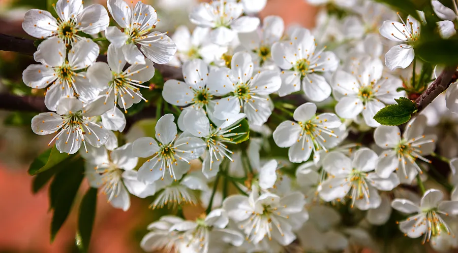 Revolutionizing Cherry Pollen Preservation: Freeze-Drying and Cryopreservation