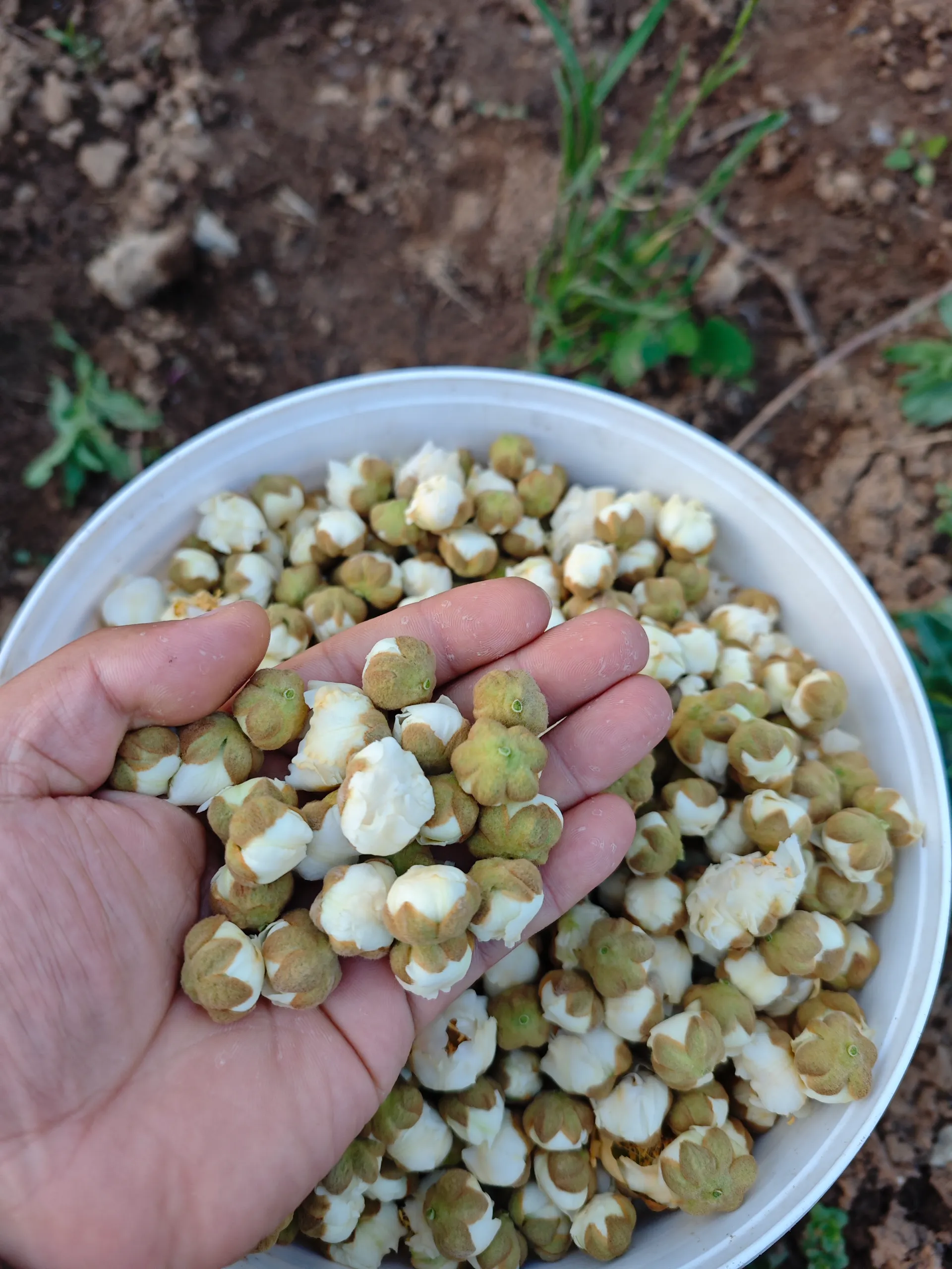 Global Surge in Kiwipollen Demand: Trends Shaping Wholesale Markets